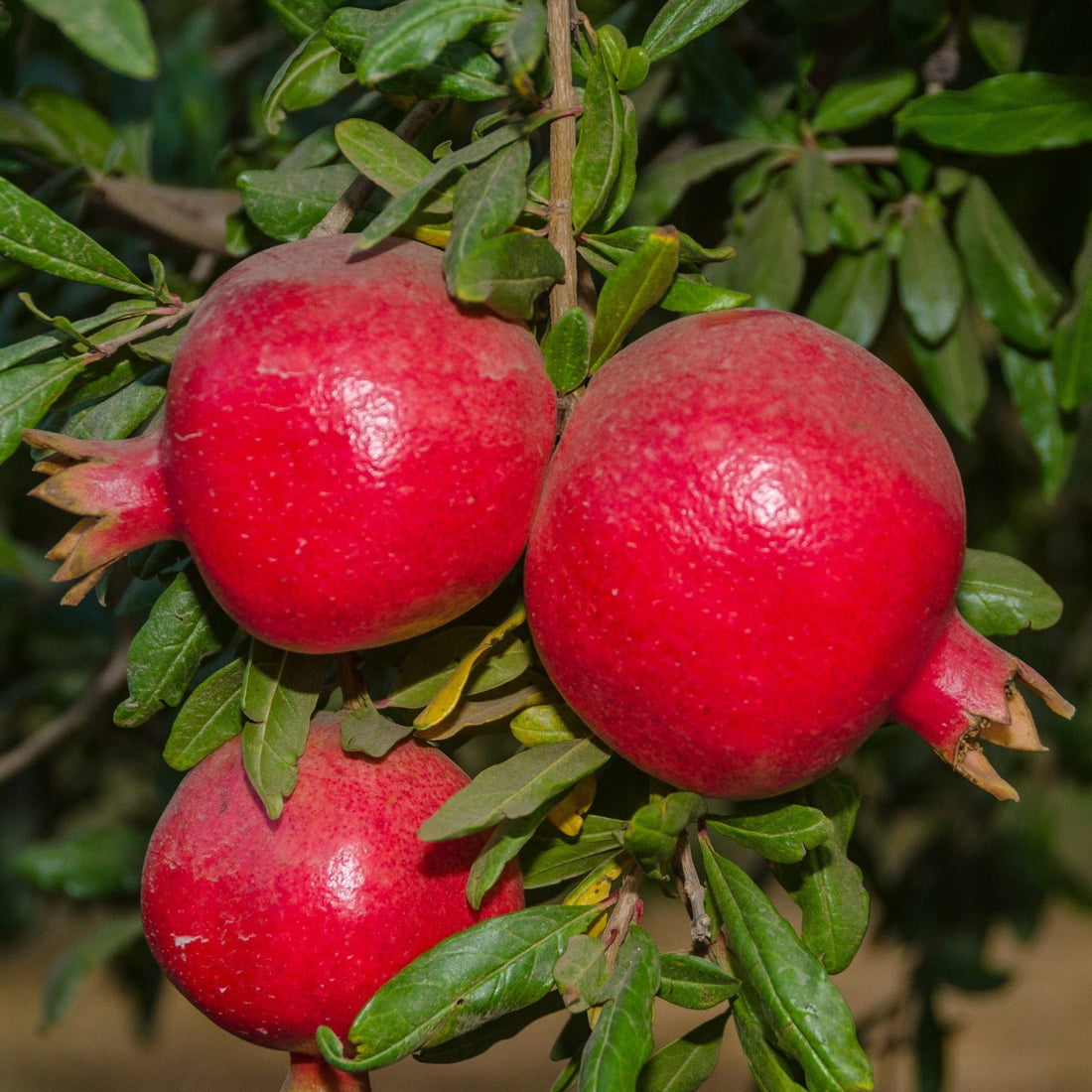 Wonderful Pomegranate - Sweet, Most Flavorful Pomegranate