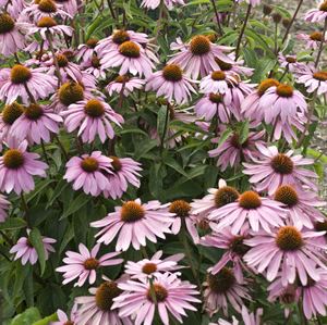 1 Gallon Pot: Echinacea Purpurea &