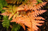 Autumn Fern, One of The Showiest Ferns, Dazzling Display of Color For Every Season-Starting From Copper To Light Green To Orange Copper.