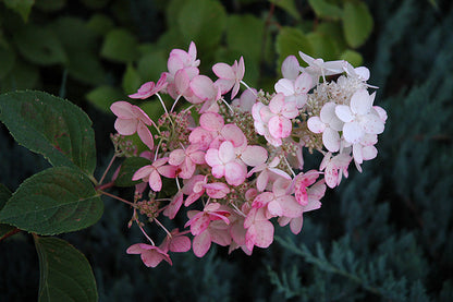 (2 Gallon) Pink Diamond Hydrangea