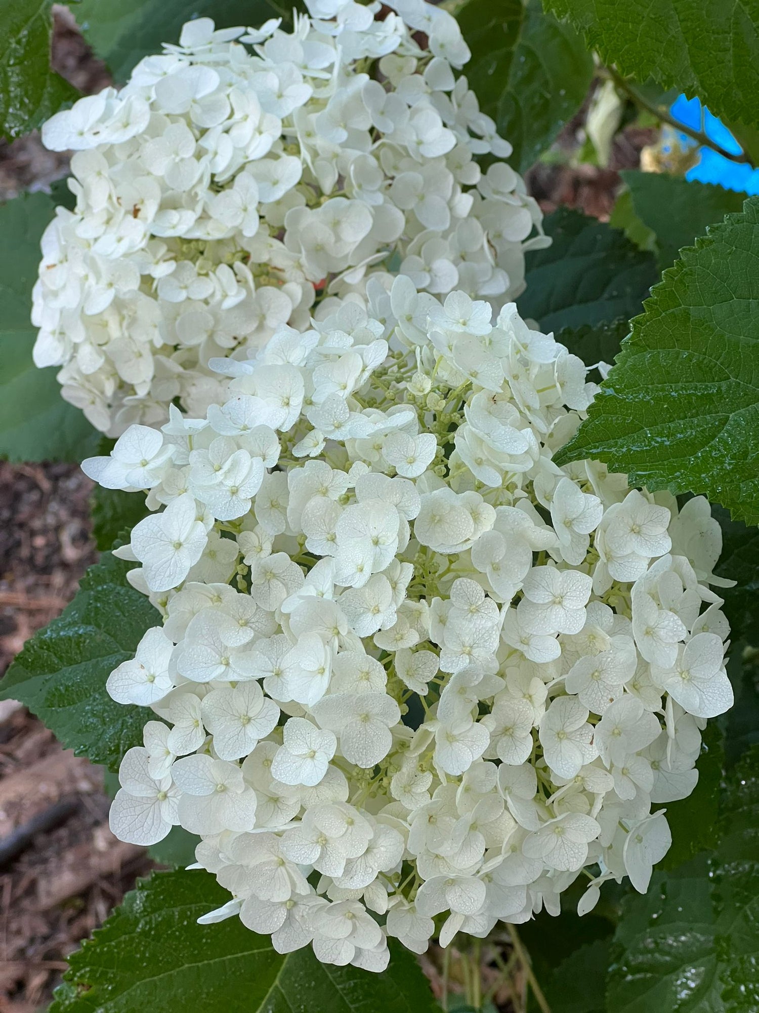 Incrediball Hydrangea, Incredible 12&quot; Blooms On Stems So Strong So Drooping is Never a Problem, Blooms From Early Summer Until Fall.