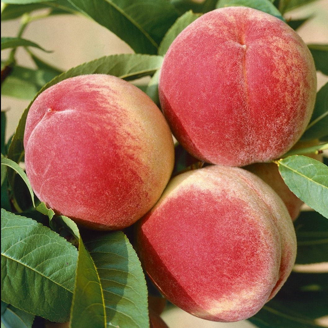 Red Haven Peach Trees