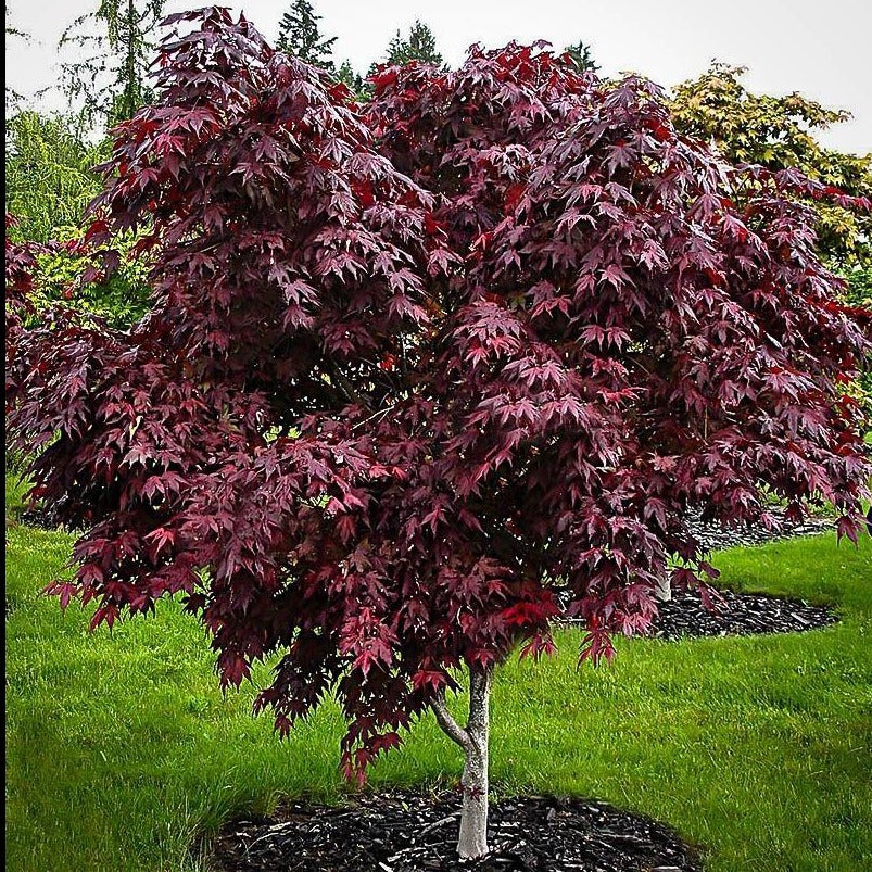 Purple Ghost Japanese Maple (Small Plant)