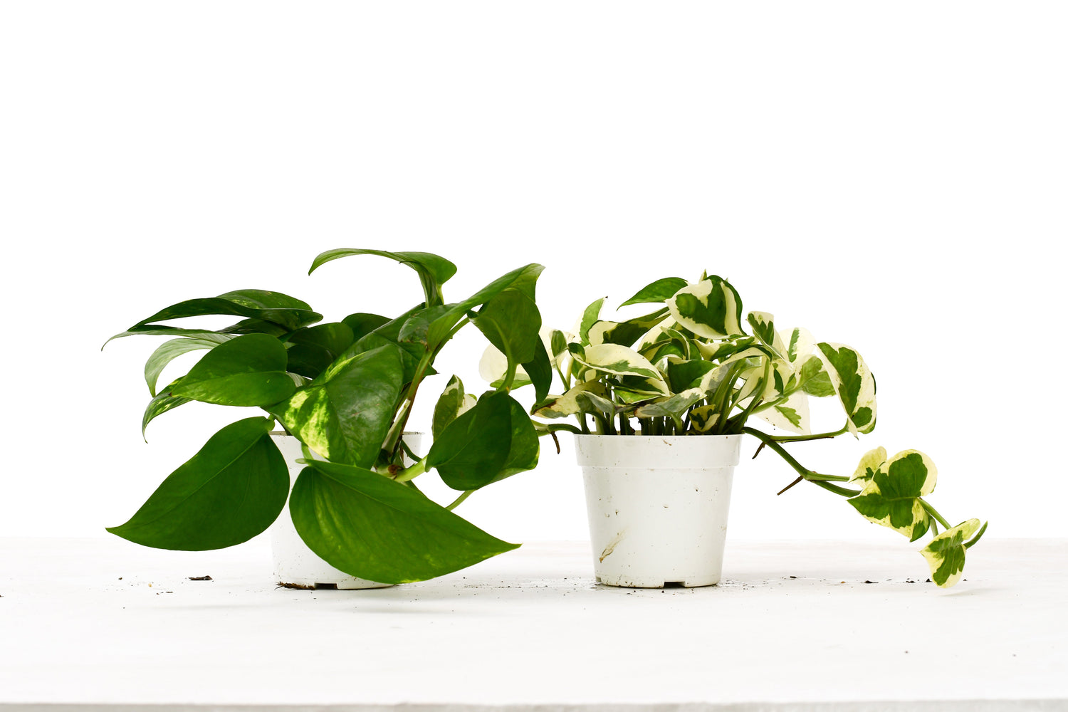 2 Pothos Variety Pack - 4&quot; Pot