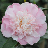 Look Again Camellia-Solid White or Solid Pink on same bush