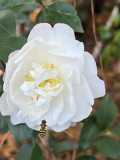 Camellia Autumn Rocket Plant-Stunning White Blooms