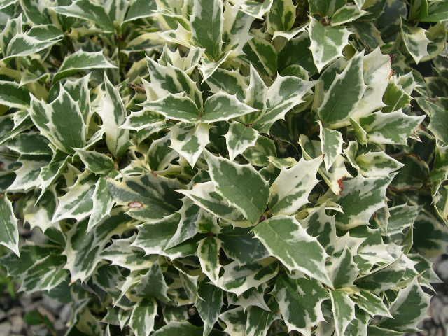 Variegated False Holly- Small Evergreen Shrub, Gorgeous Variegated Leaves