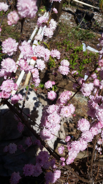 (1 Gallon) Pink Flowering Almond Shrub-Gorgeous Rows of Pink Flowers, Compact Shrub