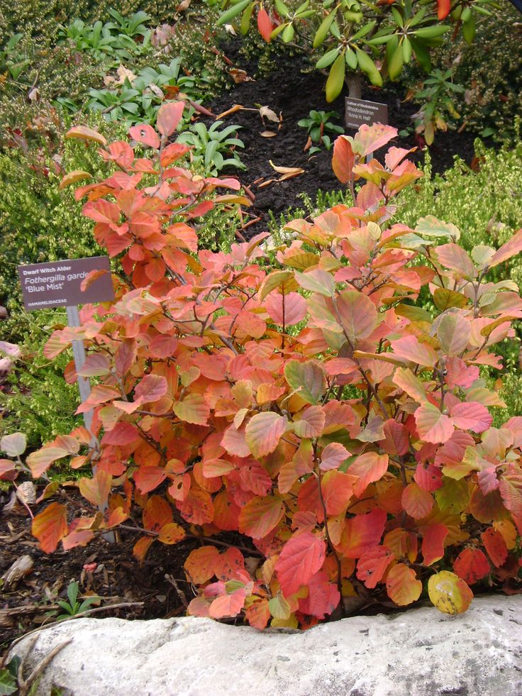 (3 Gallon) Fothergilla Gardenii &