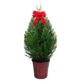 Leyland Cypress Tree- Live Christmas Tree