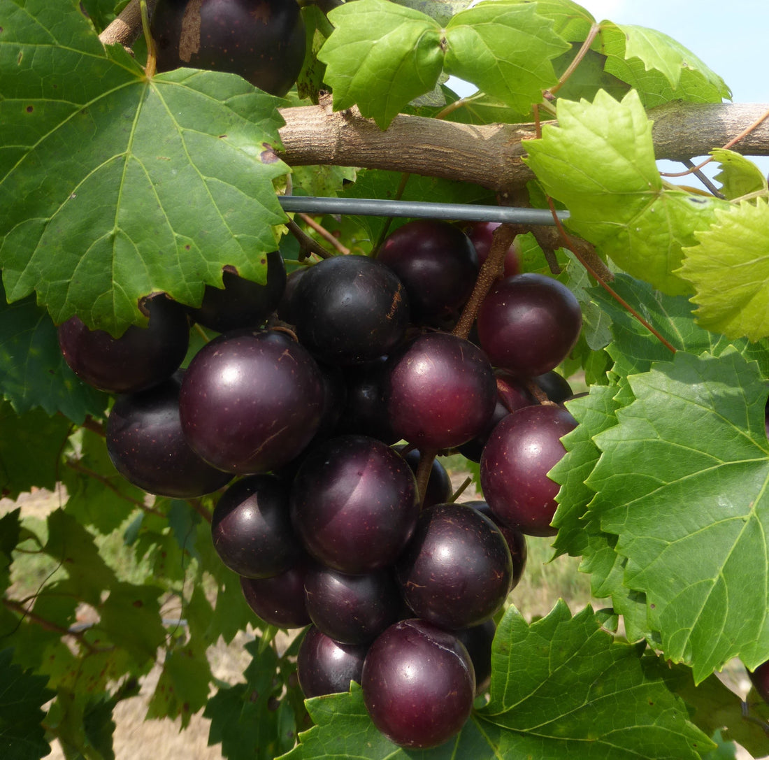 Muscadine Eudora Grape Vine