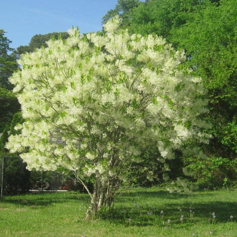 White Fringe Tree, Gorgeous, Drooping Clusters of Fringe-Like, Fragrant Creamy White Blooms, Native Plant