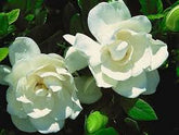 Frost Proof Gardenia- Fragrant Evergreen, Heat Loving Evergreen Shrub with Intensely Fragrant Blooms