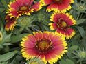 Quart Pot/10 Count Flat: Gaillardia Aristata &