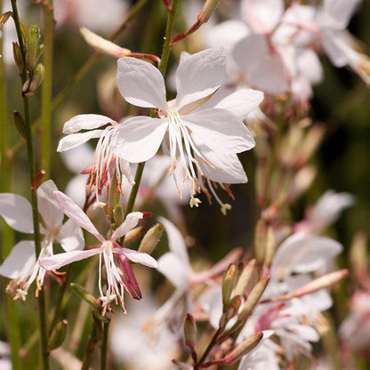 (1 Gallon) Gaura Lindheimeri Snow Fountain Butterfly Gaura