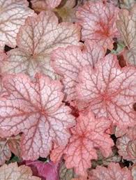 (1 Gallon) Heuchera X Villosa Georgia Peach Pp19375