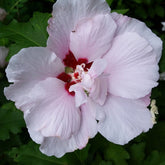 Fiji Hibiscus, Semi-Double White Flowers with Deep Pink On The Outer Petals and Centers of Deep Burgundy Redcolor and Texture