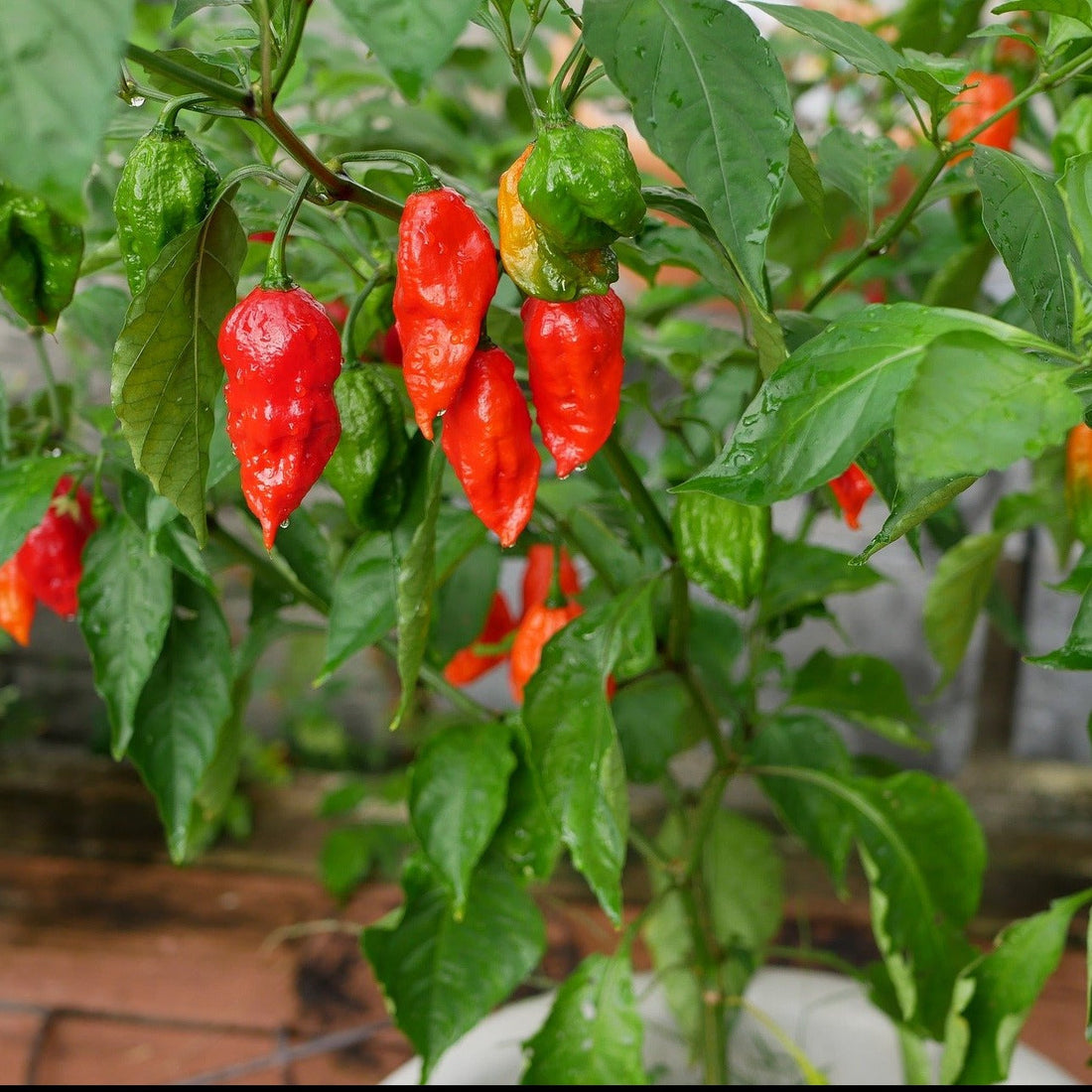 Ghost Pepper Plant , Hottest Chili Pepper