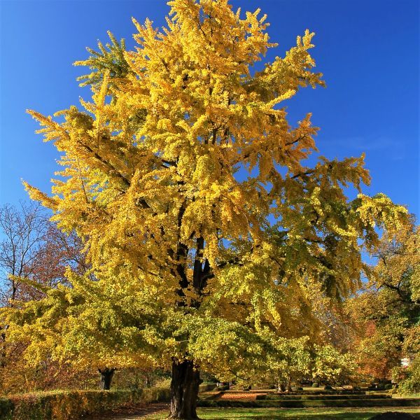 Princeton Sentry Male Ginkgo