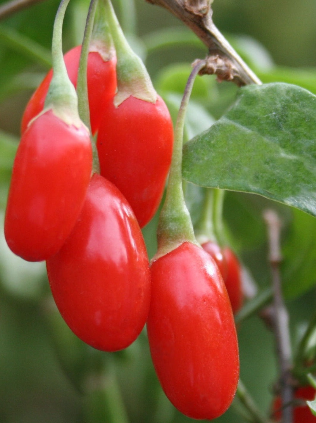 Goji Berry (Wolfberry), Bright Orange-Red Berries , Slightly Sweet with Mildly Tangy Flavor