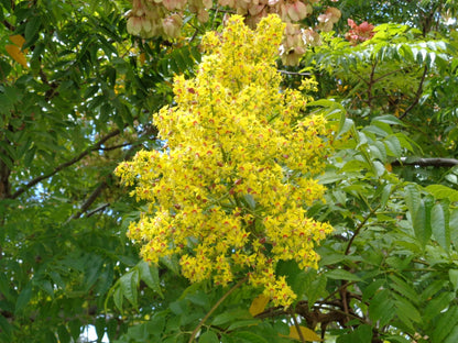 Golden Rain Tree, Loaded with Long One Foot Showy Panicles of Bright Yellow Flowers In Summer