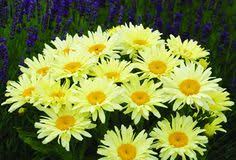 (1 Gallon) Leucanthemum X Superbum Goldfinch Pp24499 Shasta Daisy