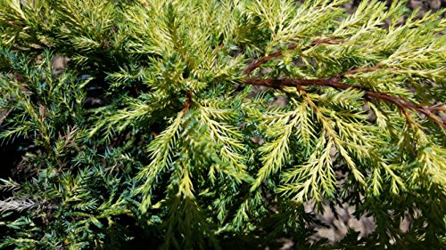 Gold Lace Juniper