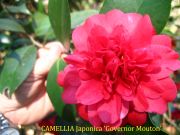 (3 Gallon) Camellia Governor Mouton Flower Plant - Oriental Red