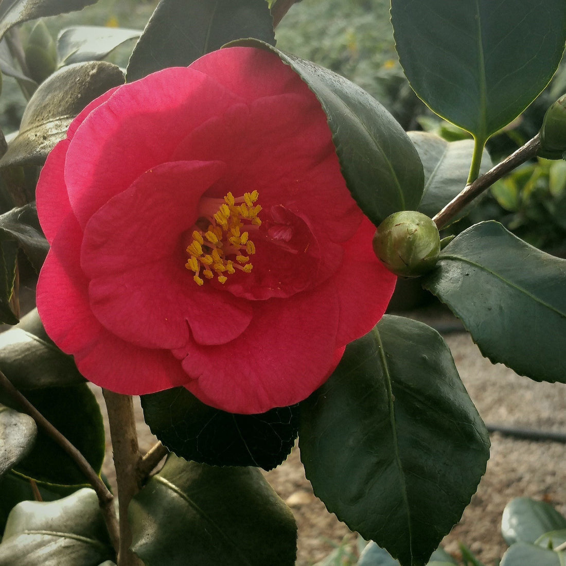 Greensboro Red Camellia-Gorgeous Semi-Double, Light Red Flowers