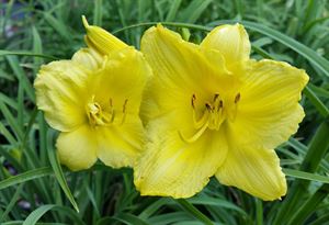 1 Gallon Pot: Hemerocallis &