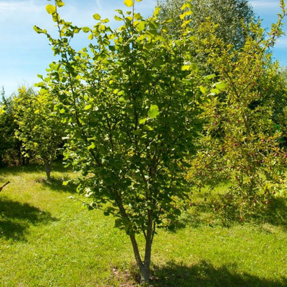 American Hazelnut Tree- Small Productive, Rounded Tree/Shrub with of Clusters Small Round 1/2&quot; Long Nuts