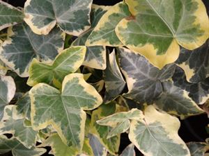 (4 Inch Round Pot/10 Count Flat) Hedera Helix Gold Child Ivyhas Variegated Leaves with a Lobed, Ivy Shape and Heart-Shaped Base.