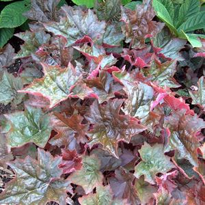 (1 Gallon) Heuchera Micrantha Palace Purple Coral Bells - The Palace Purple Coral Are Brilliant Deep Purple Foliage