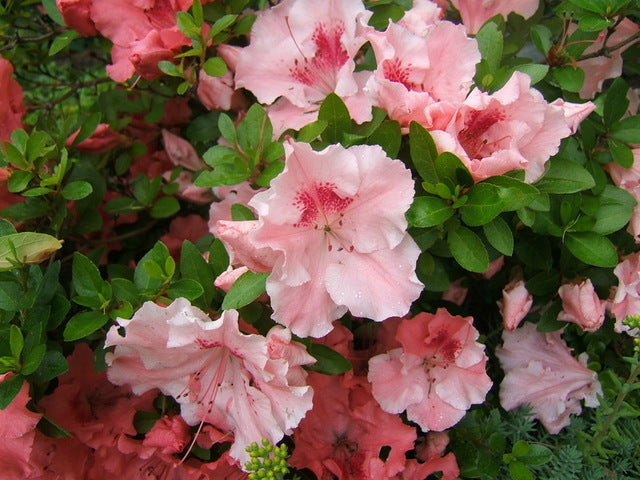 Hilda Niblett Azalea- Huge 4&quot; Soft Pink Blooms, Dwarf, Evergreen Shrub, Cold Hardy