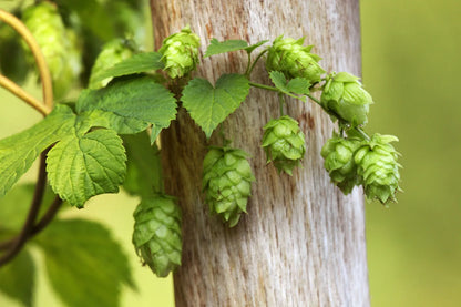 Hop Plant - Used for Making Beer