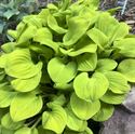 4.33 Inch Pot/10 Count Flat: Hosta &