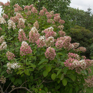 (2 Gallon) Pink Diamond Hydrangea