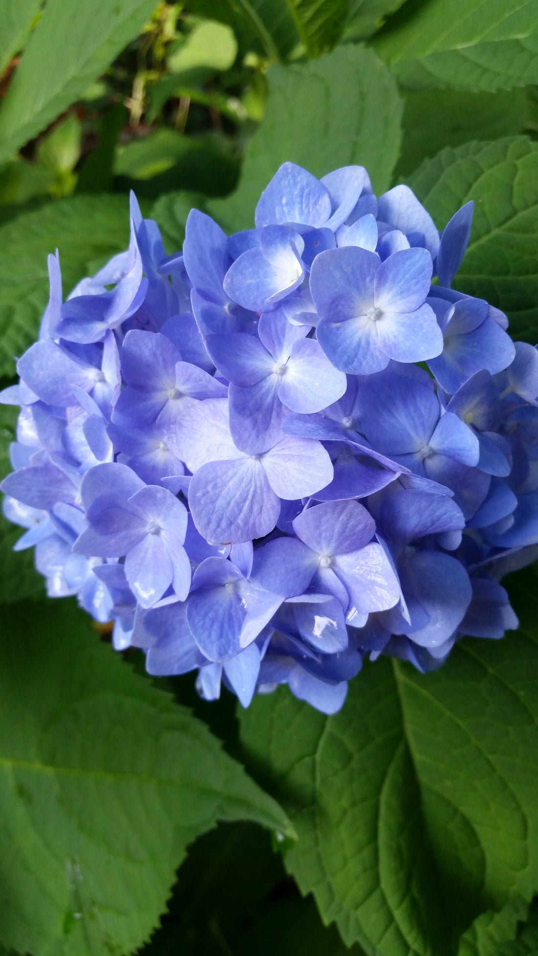 (1 Gallon) Nightingale Hydrangea Shrub -Gorgeous Indigo/Purple Flowers, Drought Tolerant