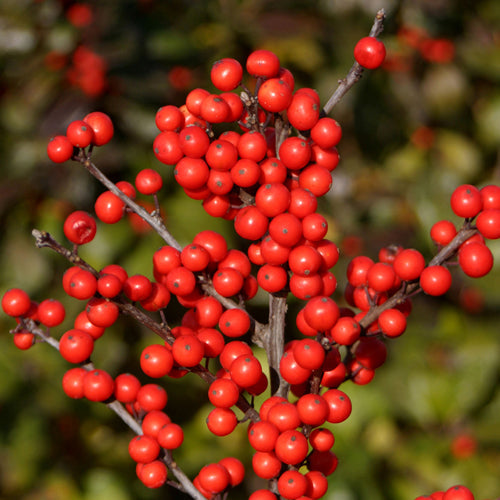 Winter Red Winterberry Holly is The Cold Hardiest of All Holly Varieties.
