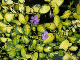 (10 Count Flat-4 Inch Pots) Vinca Minor Illumination -This is a Prostrate Evergreen Perennial with a Brightly Variegated Foliage and Violet-Blue Flowers.