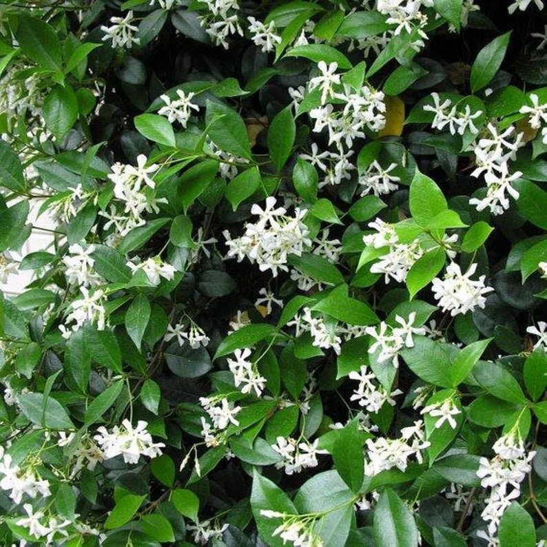 Confederate Jasmine - Produces Clusters of Small, White Flowers That Look Like Tiny Pinwheels