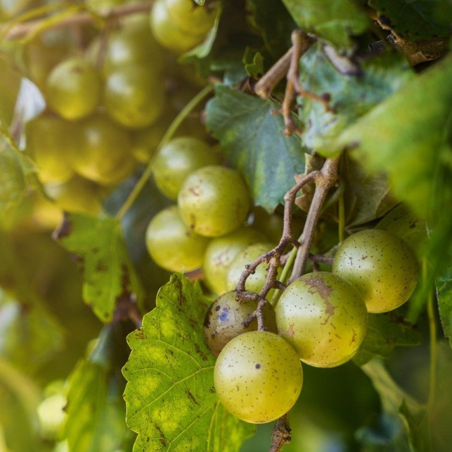 Scuppernong Grape Vine