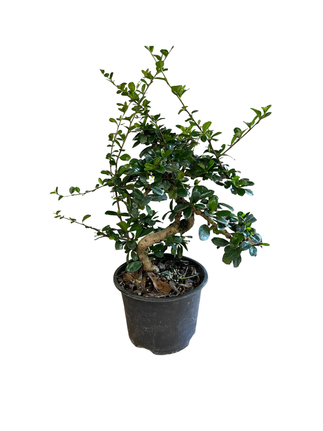 Podocarpus Bonsai (Live Plant), Indoor/Outdoor Plant