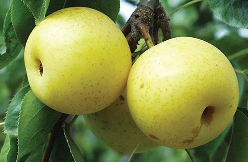 Shinseiki Asian Pear Tree