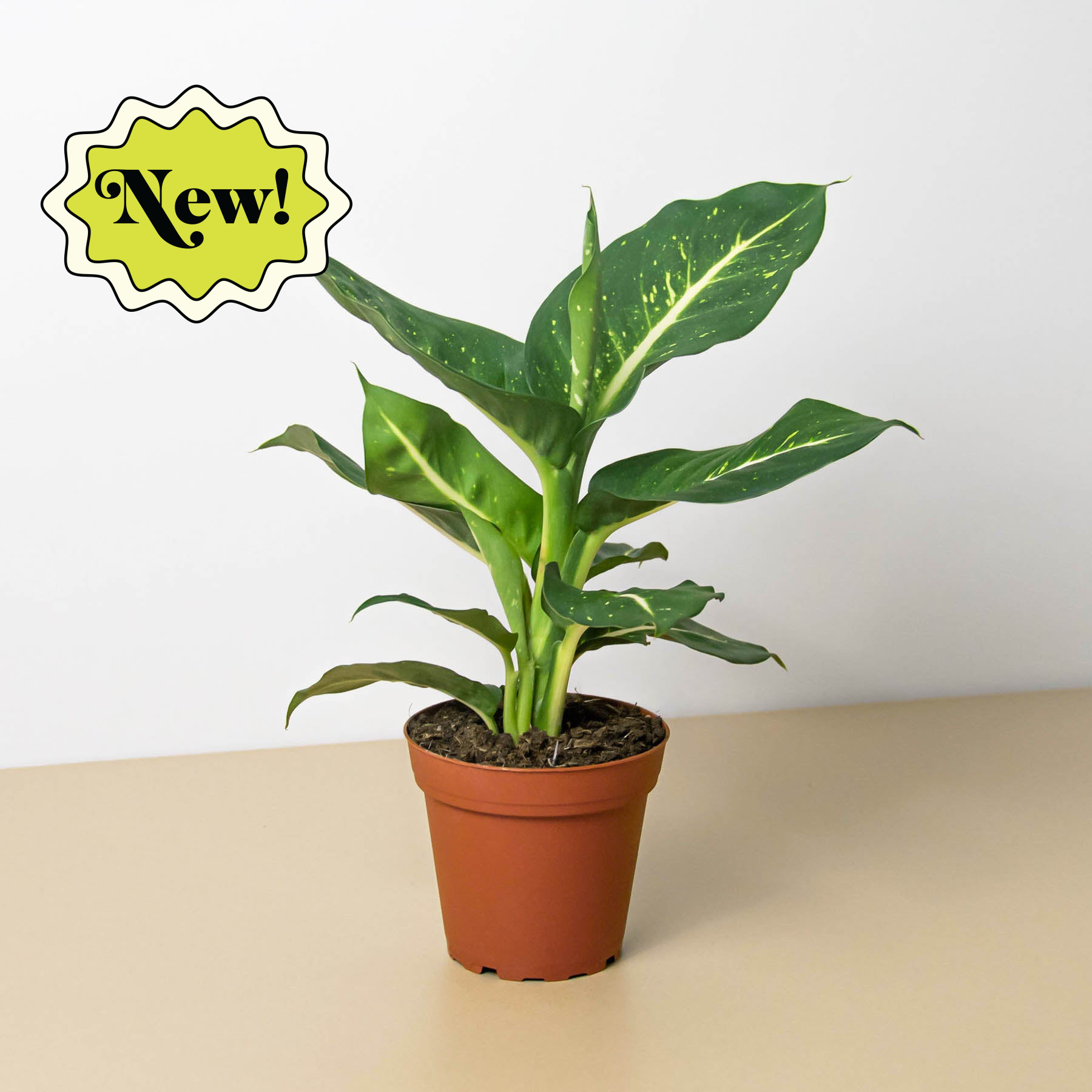 Dieffenbachia Oerstedii – EZ Growing Plants