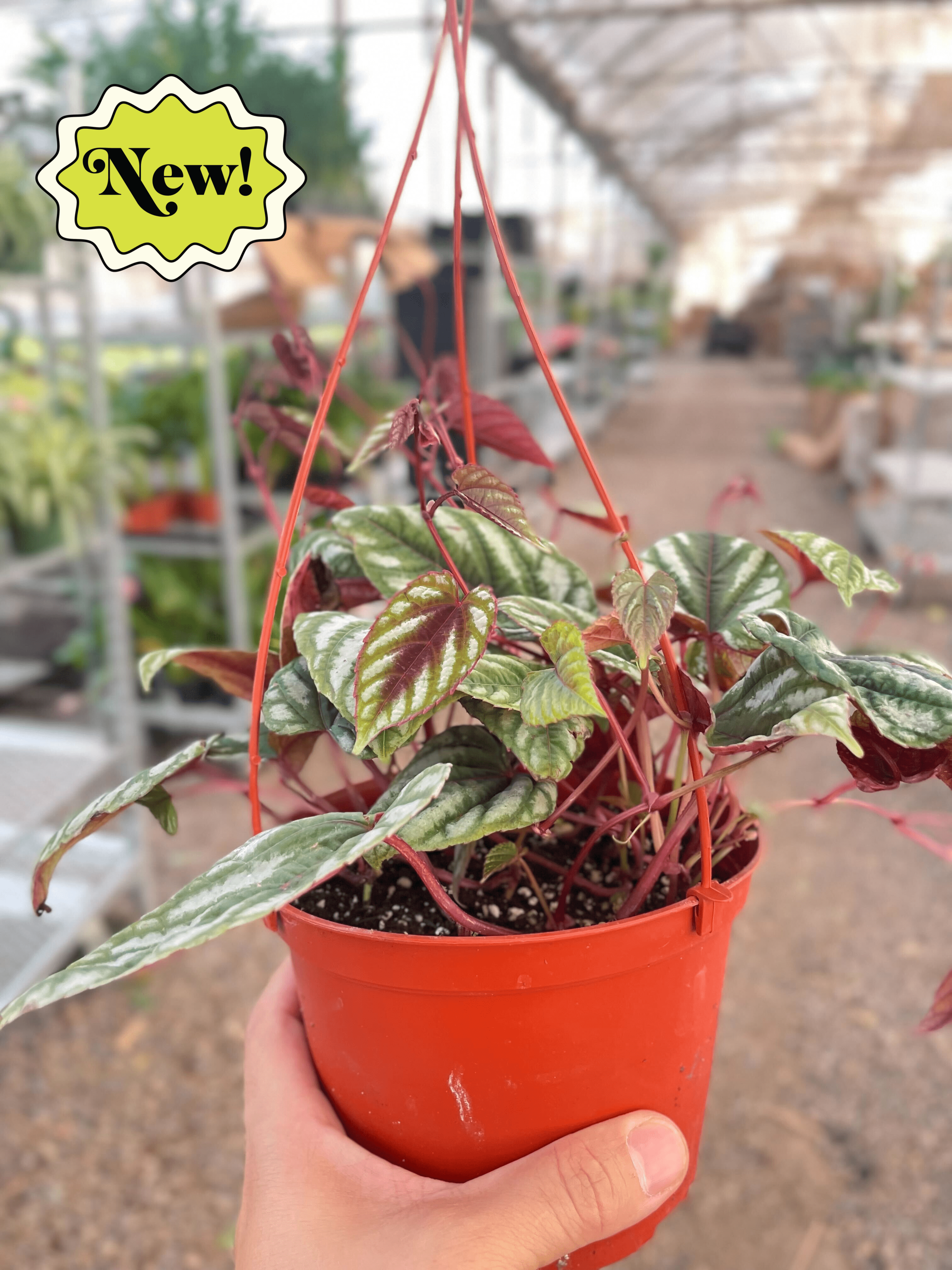 Begonia Rex Vine - 6&quot; Pot