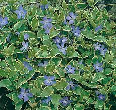 (10 Count Flat-4 Inch Pots) Vinca Major Variegata-This Ground-Hugging, Evergreen, Trailing Groundcover Has Dark Green Leaves with Yellowish-White Edges.