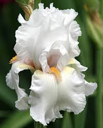 (1 Gallon) Iris Germanica Immortality