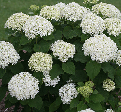 (3 Gallon) Invincibelle Limetta- Smooth Hydrangea,This Georgous Perky Plant Blooms Non-Stop and Its Cool Green Flowers