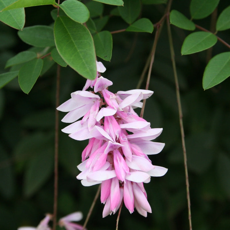 Indigofera Decora-A Dense Suckering Shrub Which Grows To 12-18&quot; Tall and Spreads 2-3 Fr Wide